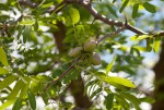Commiphora ugogensis