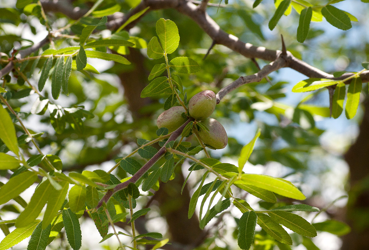 Commiphora ugogensis