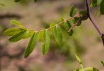 Commiphora ugogensis