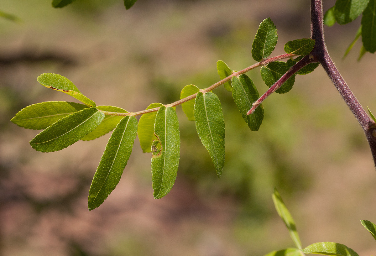 Commiphora ugogensis