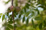 Commiphora ugogensis