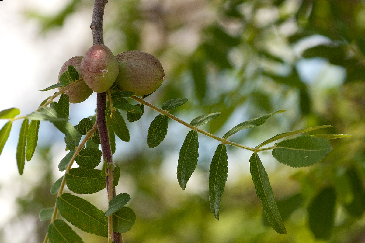 Commiphora ugogensis
