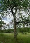 Commiphora viminea
