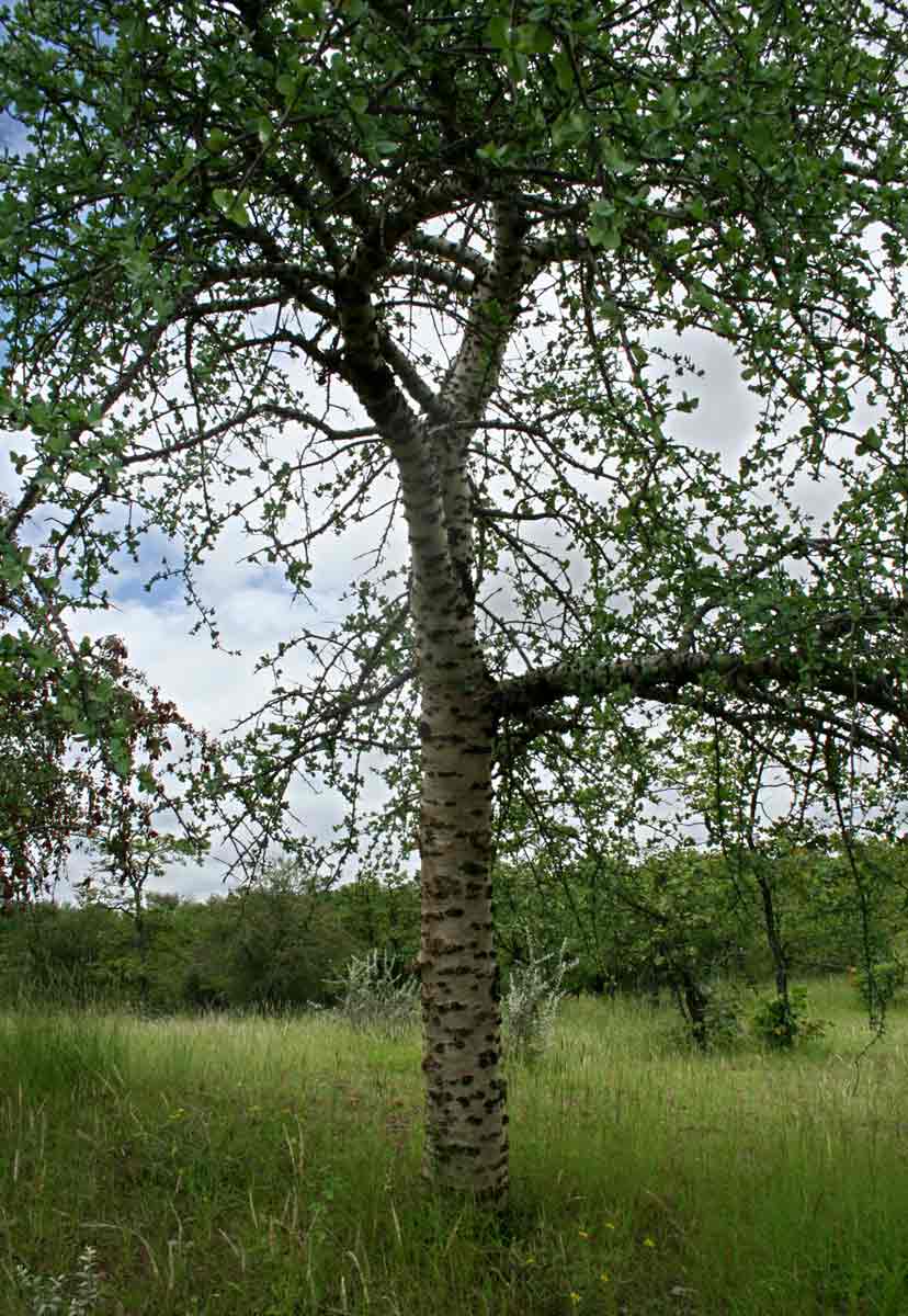 Commiphora viminea