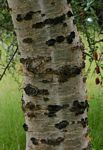Commiphora viminea