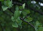 Commiphora viminea