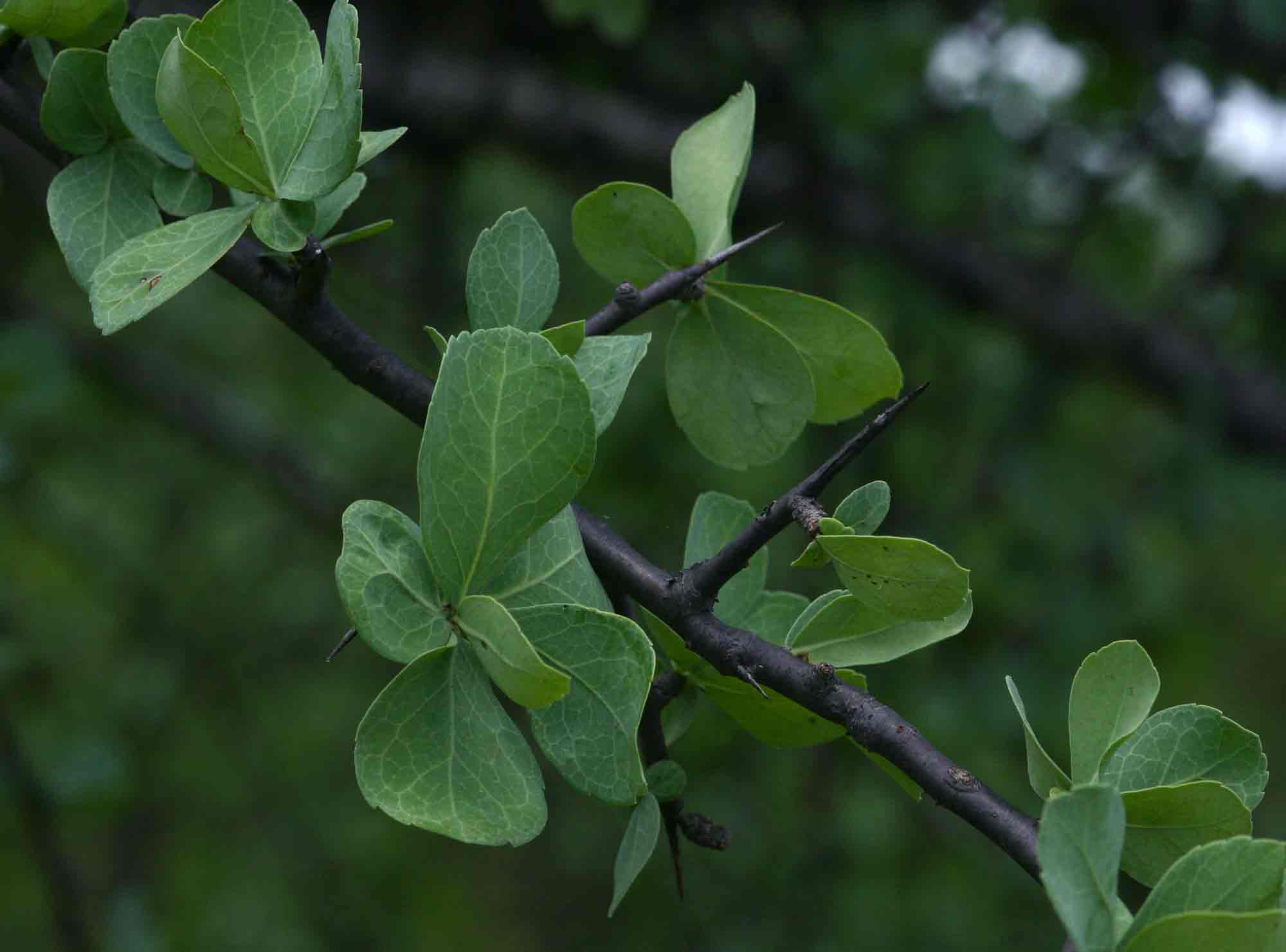 Commiphora viminea
