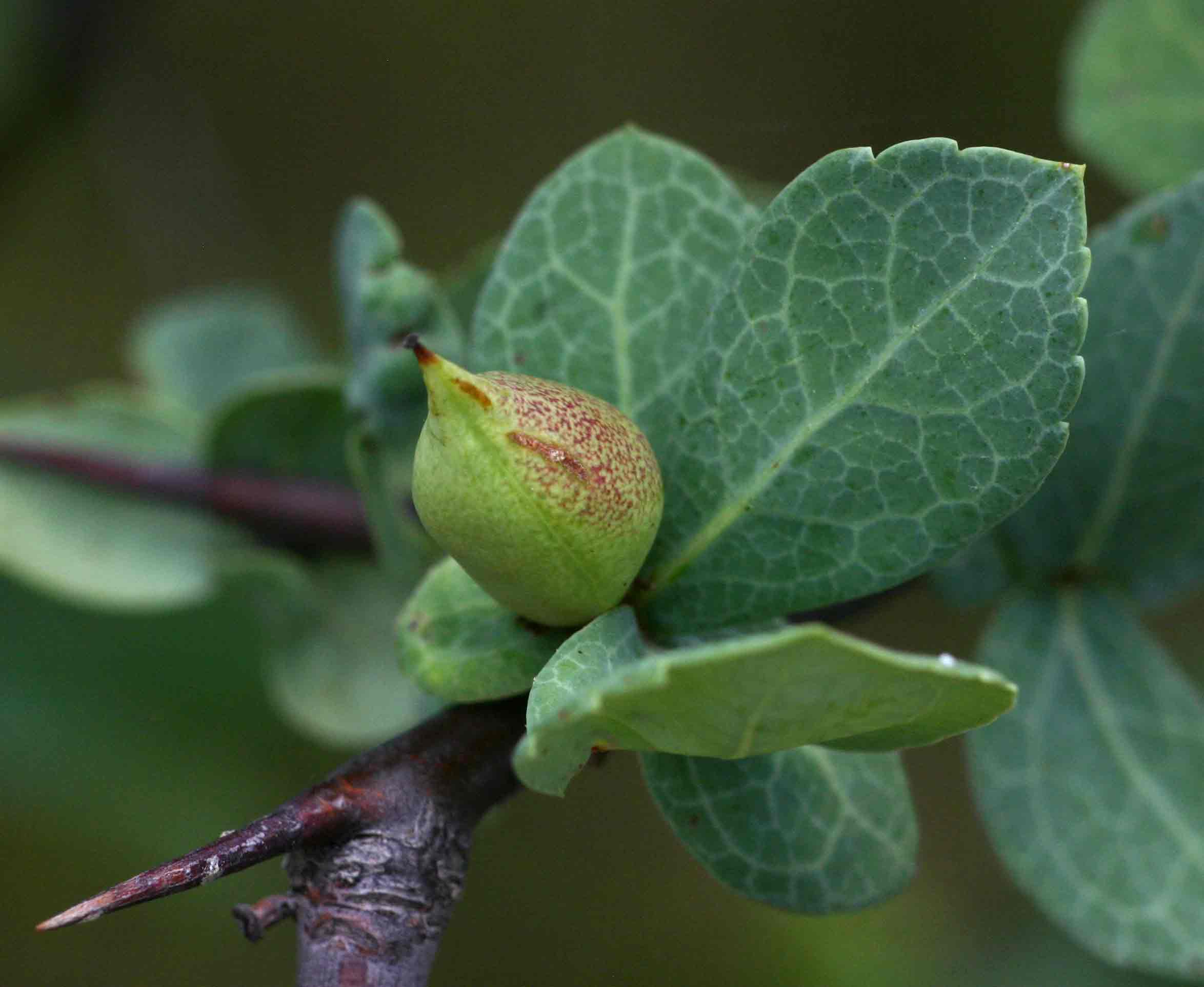 Commiphora viminea