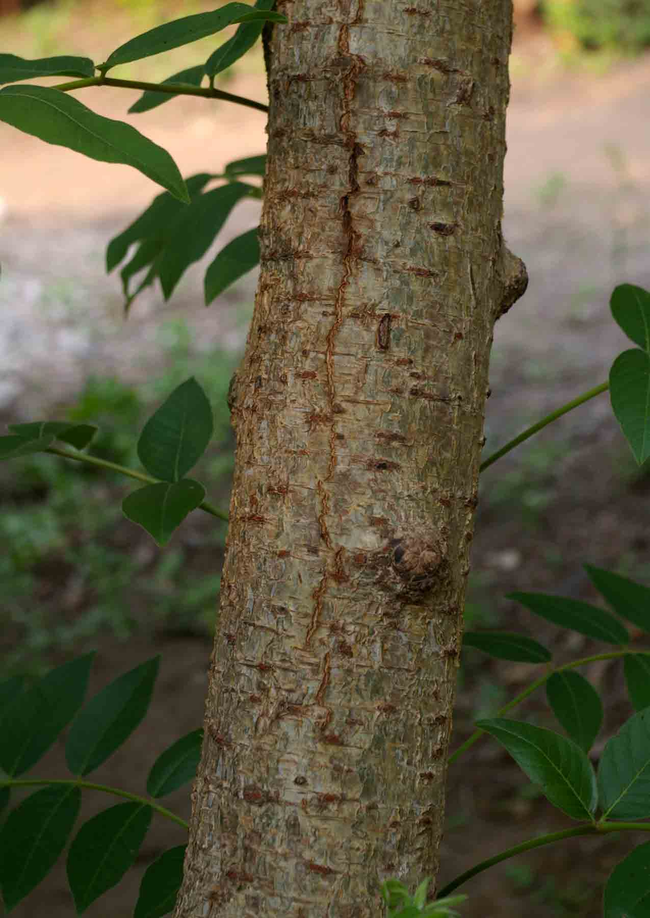Commiphora zanzibarica