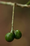 Commiphora zanzibarica