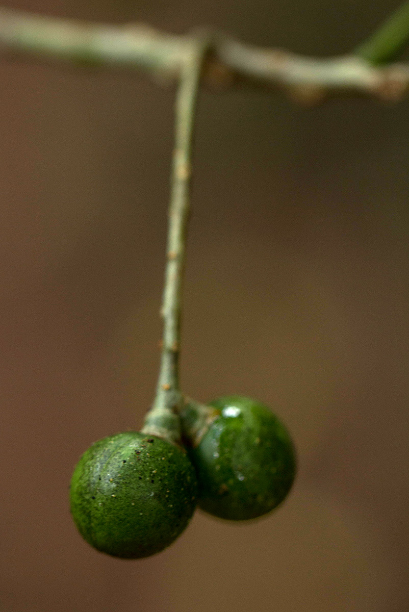 Commiphora zanzibarica