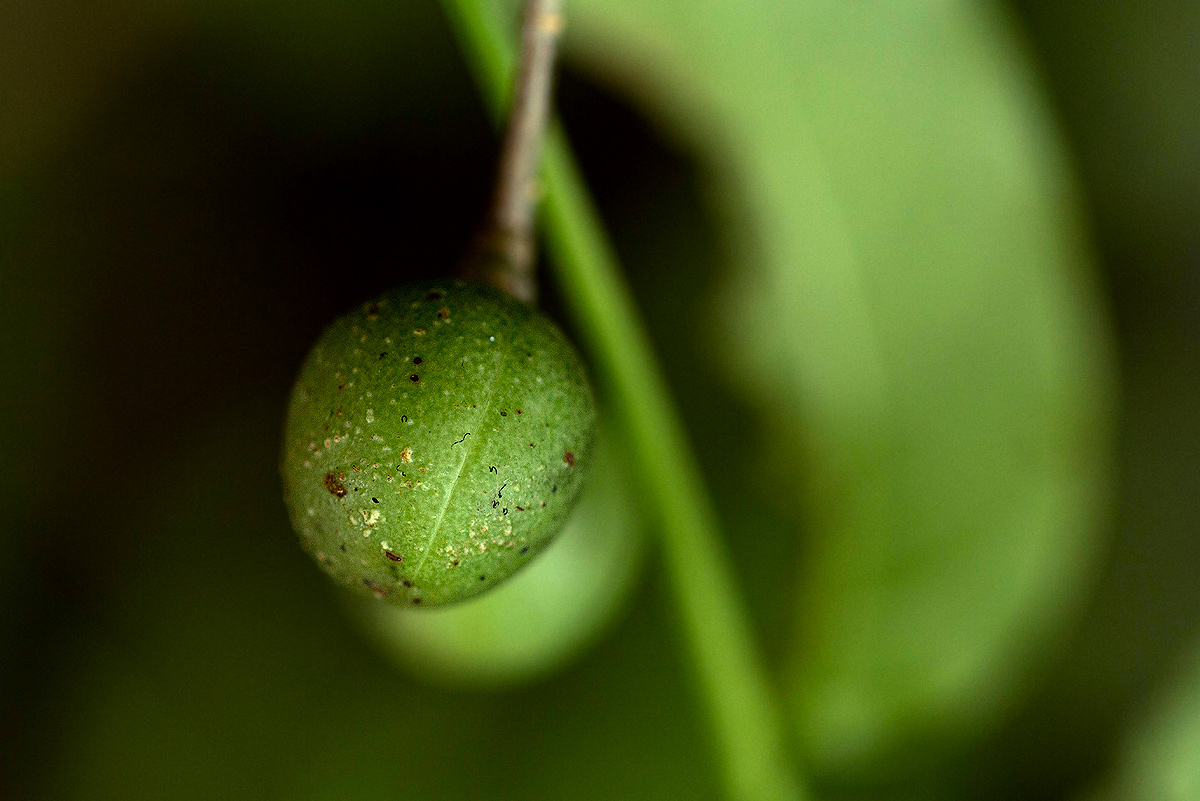 Commiphora zanzibarica