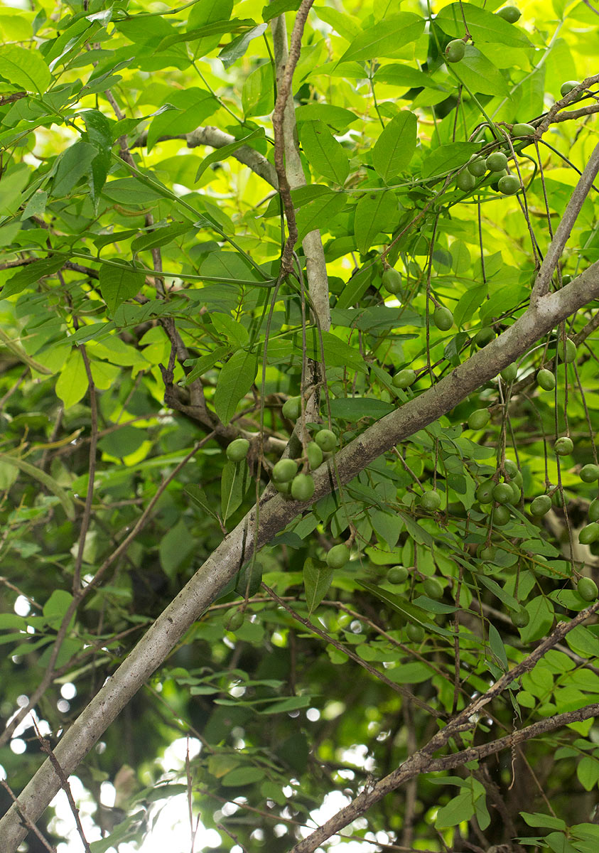 Commiphora zanzibarica