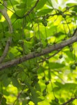 Commiphora zanzibarica