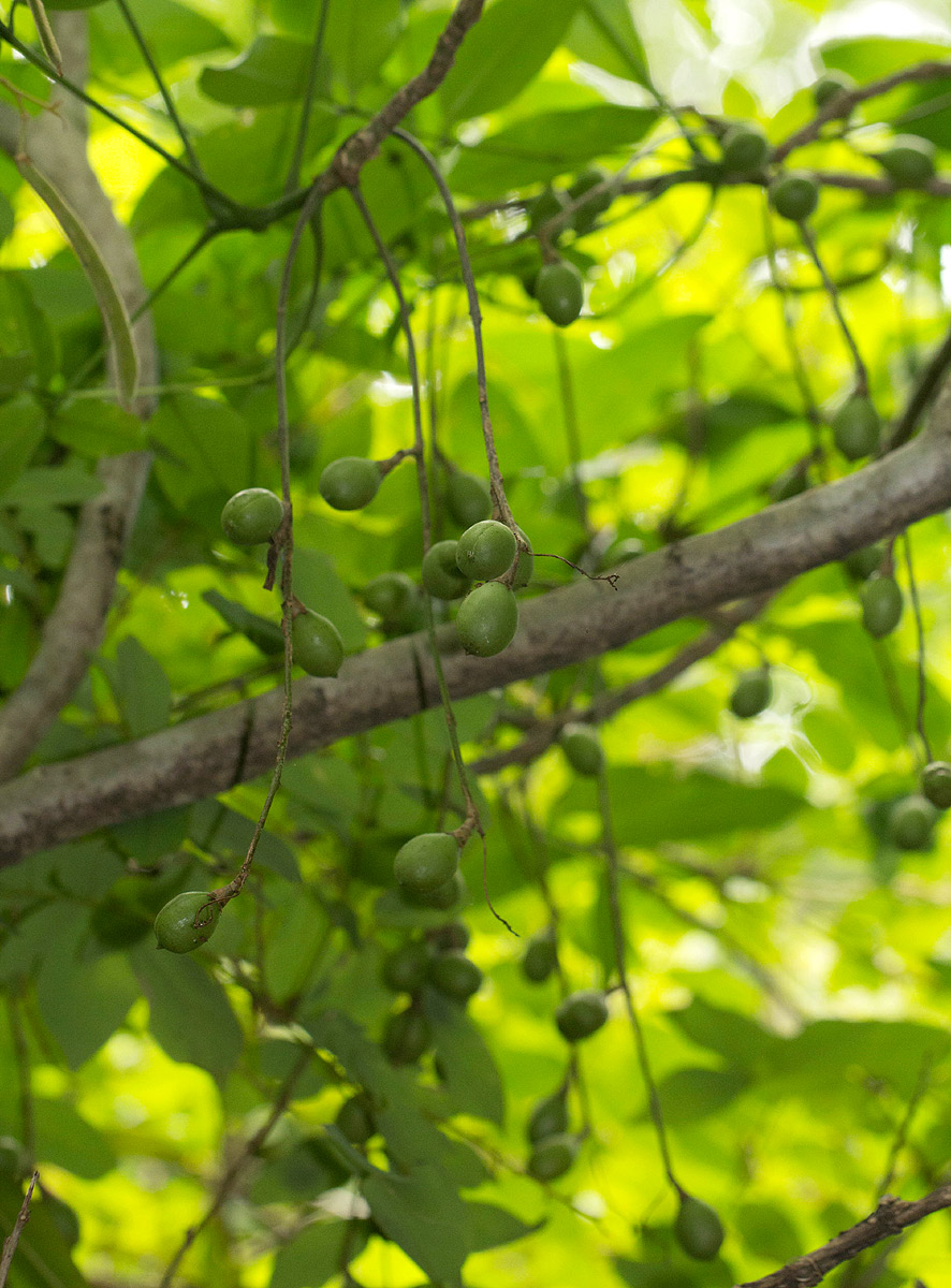 Commiphora zanzibarica