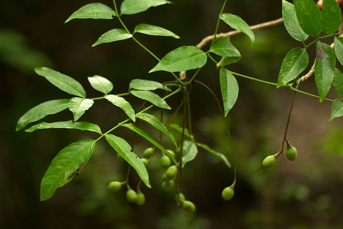 Commiphora zanzibarica