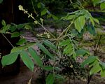 Commiphora zanzibarica