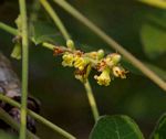 Commiphora zanzibarica