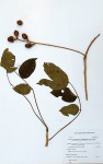 Commiphora zanzibarica