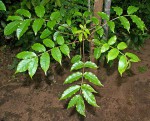 Commiphora zanzibarica