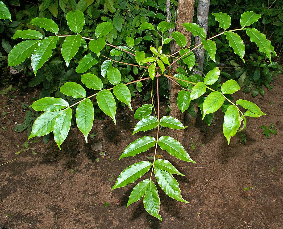 Commiphora zanzibarica