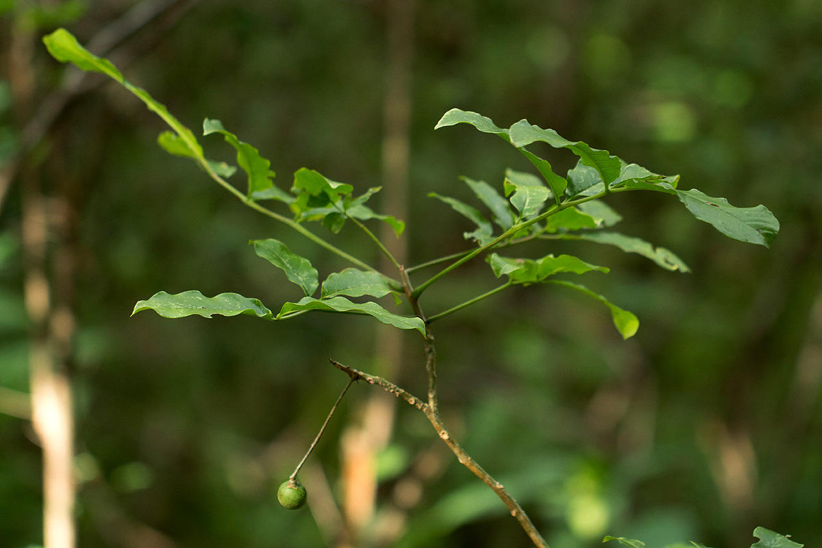 Commiphora zanzibarica