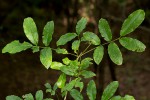 Commiphora zanzibarica