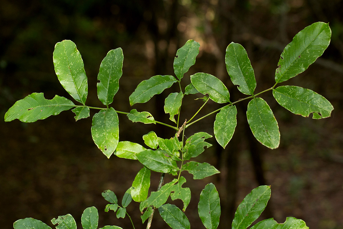 Commiphora zanzibarica