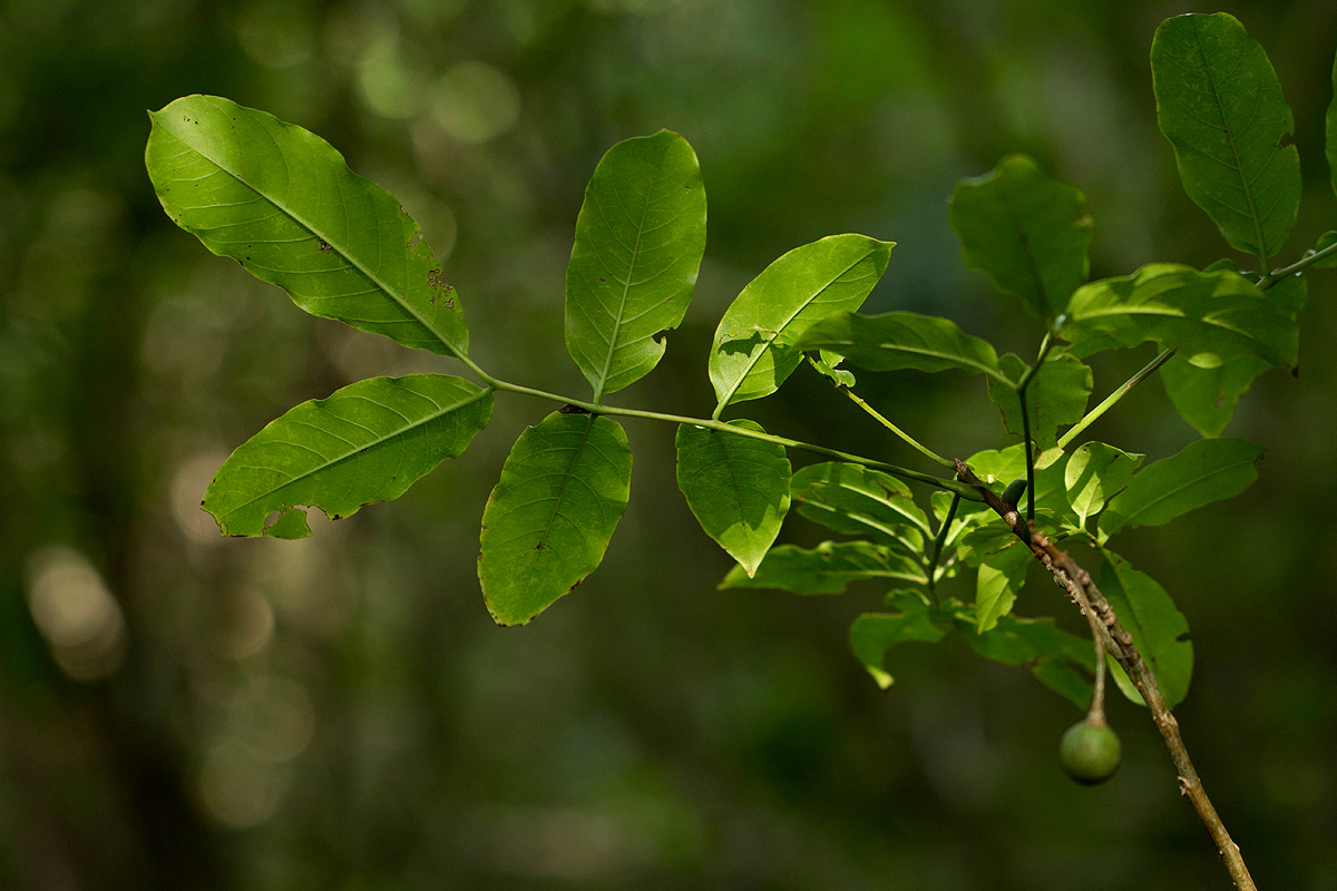 Commiphora zanzibarica