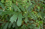 Khaya anthotheca