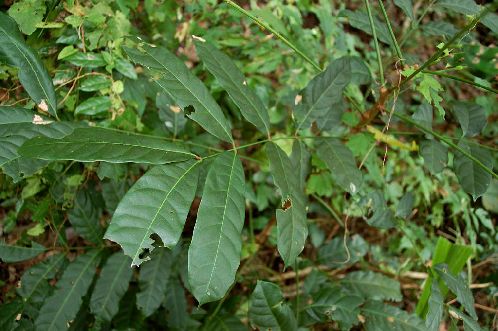 Khaya anthotheca