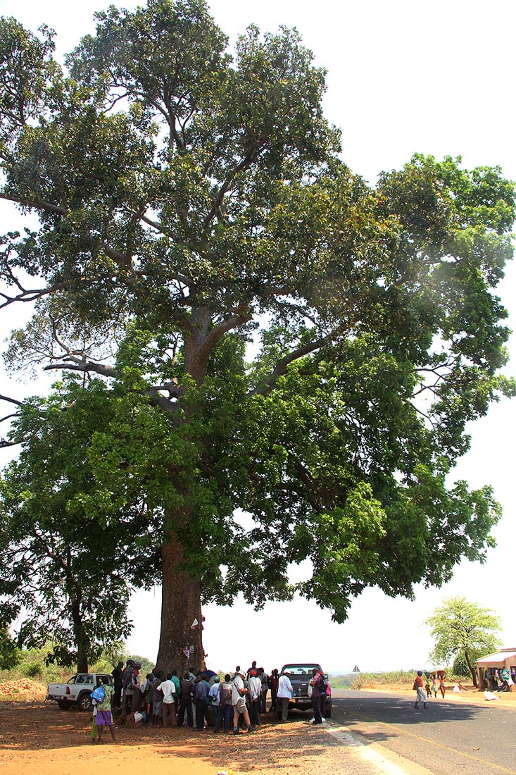 Khaya anthotheca