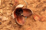 Khaya anthotheca