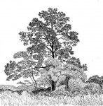 Khaya anthotheca