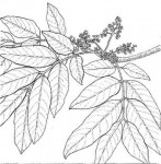 Khaya anthotheca