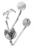 Khaya anthotheca