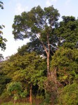 Khaya anthotheca