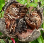 Khaya anthotheca