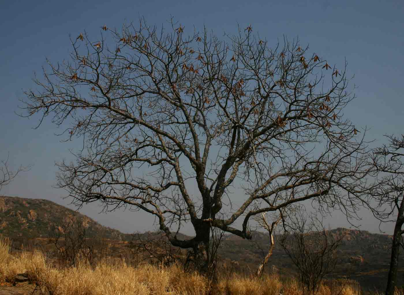 Entandrophragma caudatum