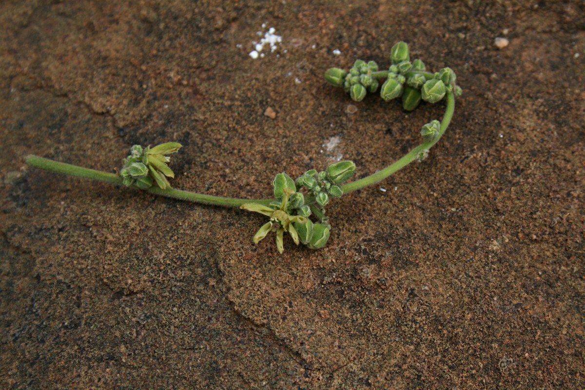 Entandrophragma caudatum