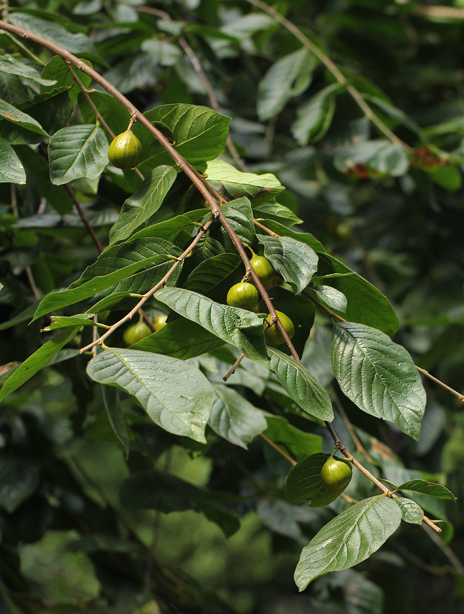 Turraea floribunda