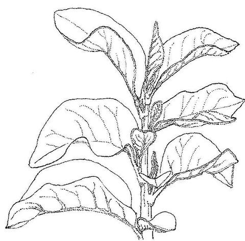 Turraea nilotica