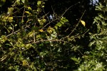 Turraea nilotica