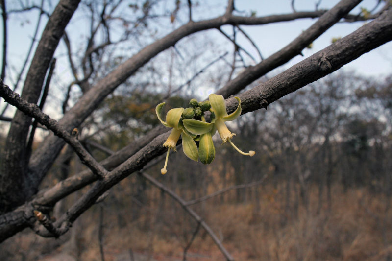 Turraea nilotica