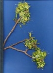 Turraea nilotica
