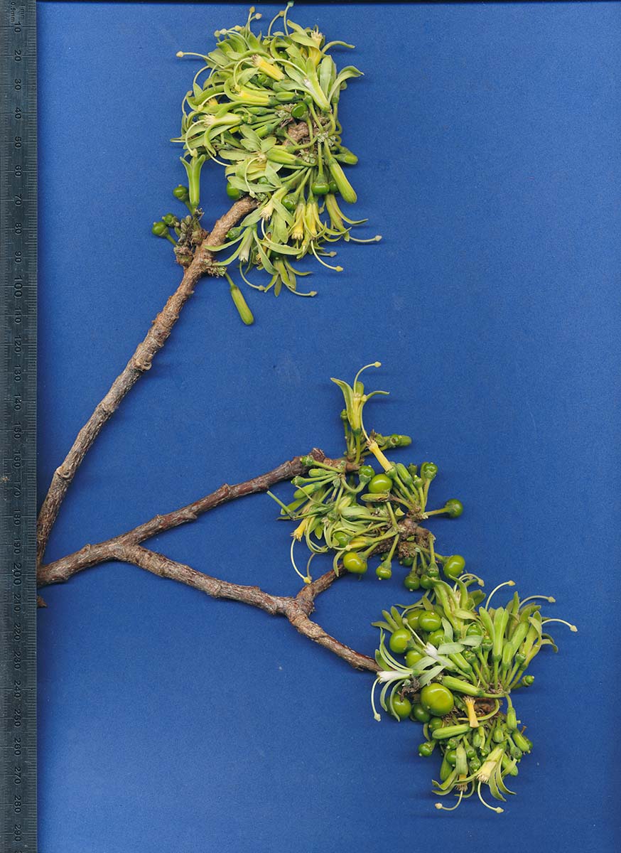 Turraea nilotica