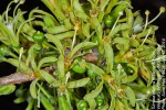 Turraea nilotica