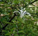 Turraea obtusifolia