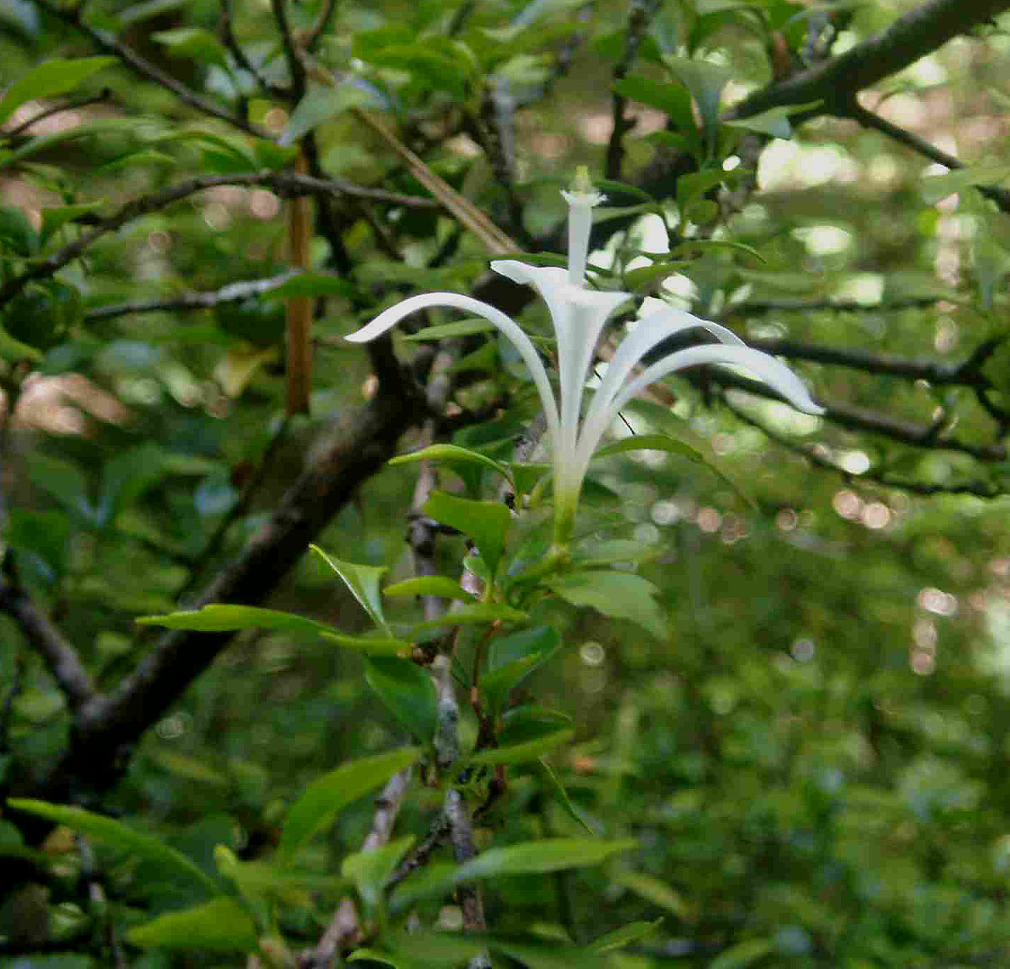 Turraea obtusifolia