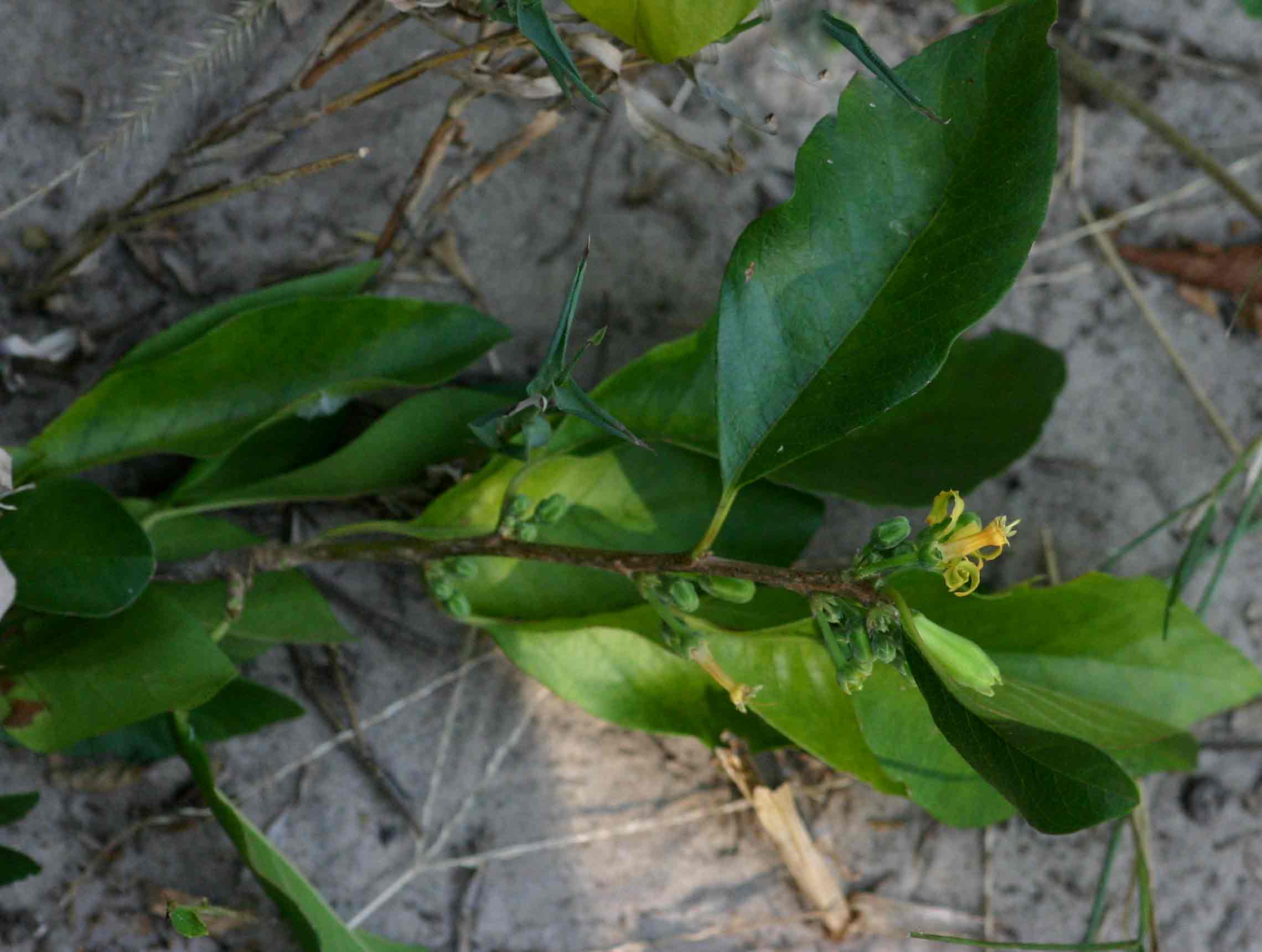 Turraea zambesica